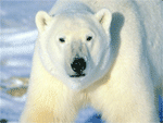 Un'immagine di Orso Polare