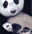 Adotta Zhu Xiong - Cucciolo di Panda Gigante